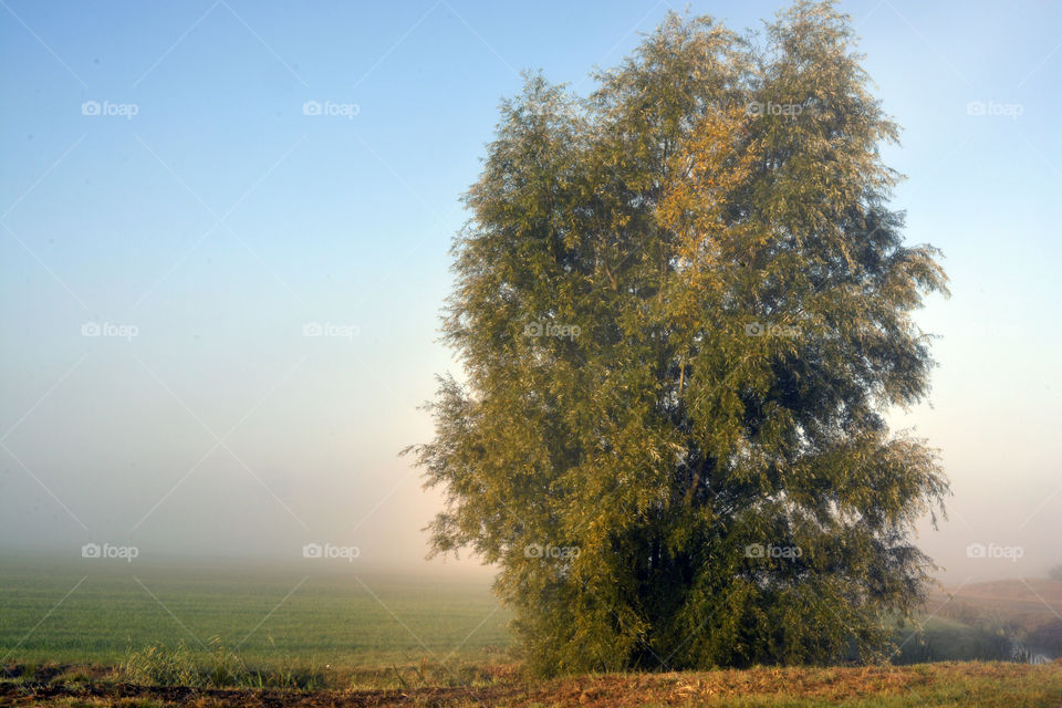 Tree, Landscape, Nature, No Person, Fall