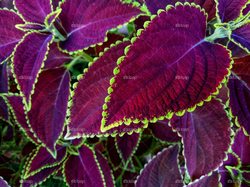 Cute purple coleus with green edge at the yard