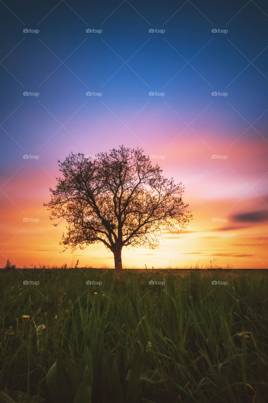 lonesome tree during sunset