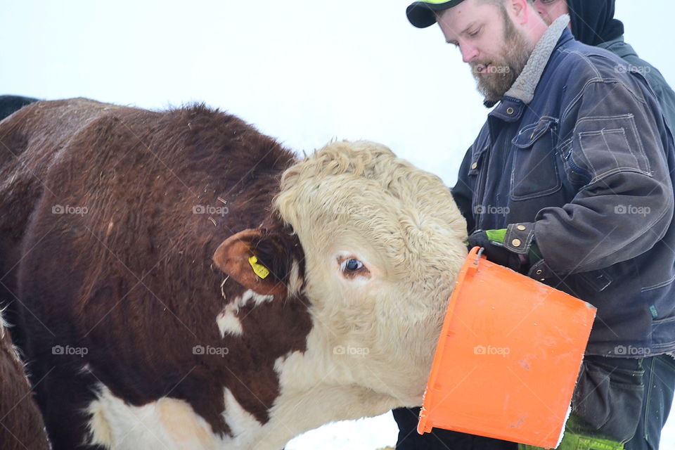 Farmer feeding the bull