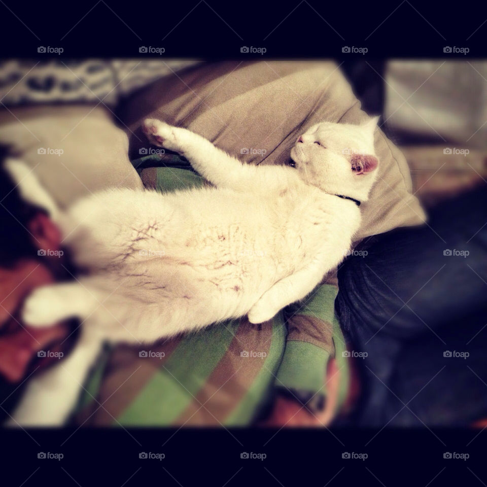 cat funny sleep weird by maytetxu
