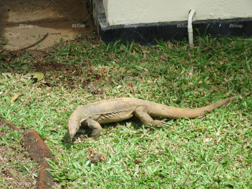 Iguana in Sri Lanka 