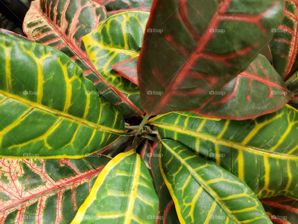 plant leaves