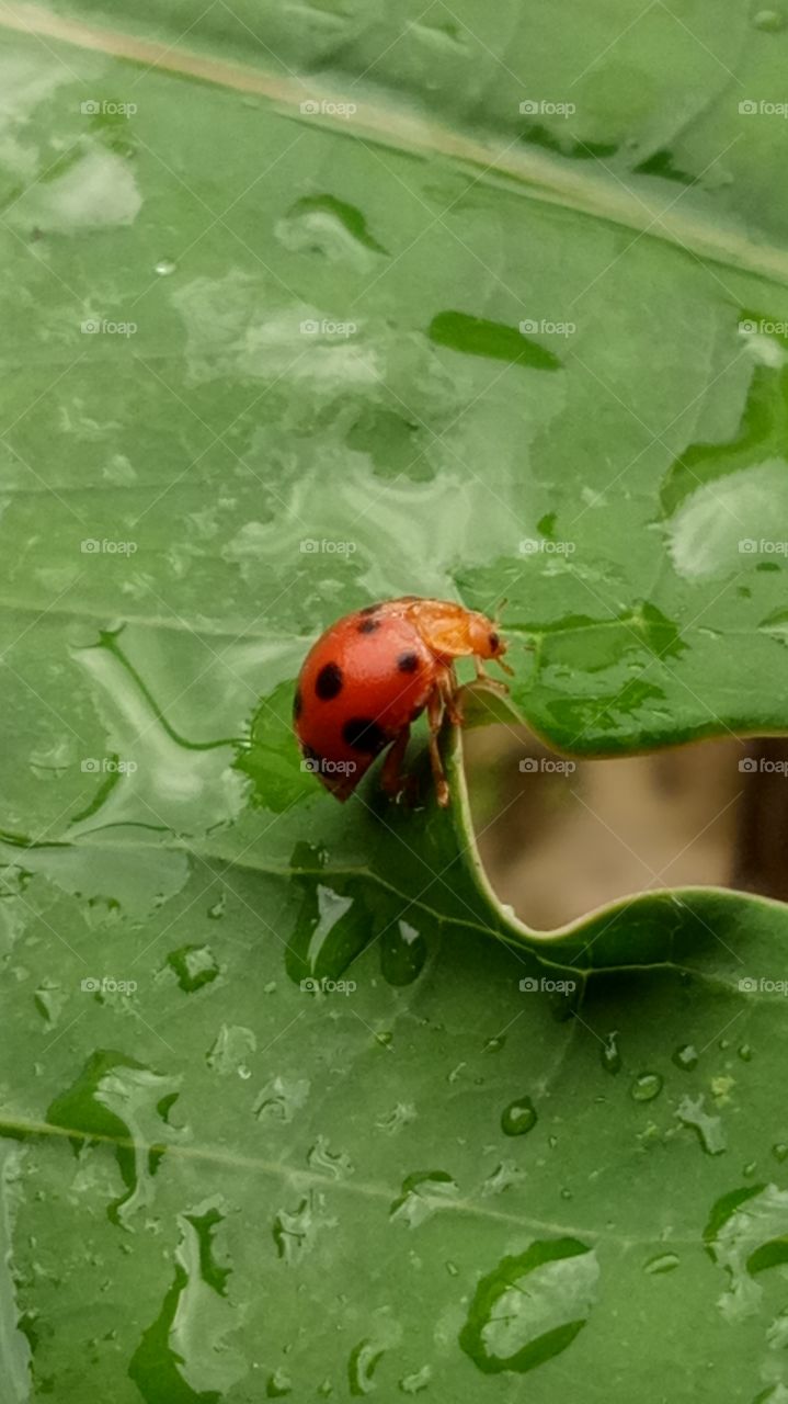 Ladybirds