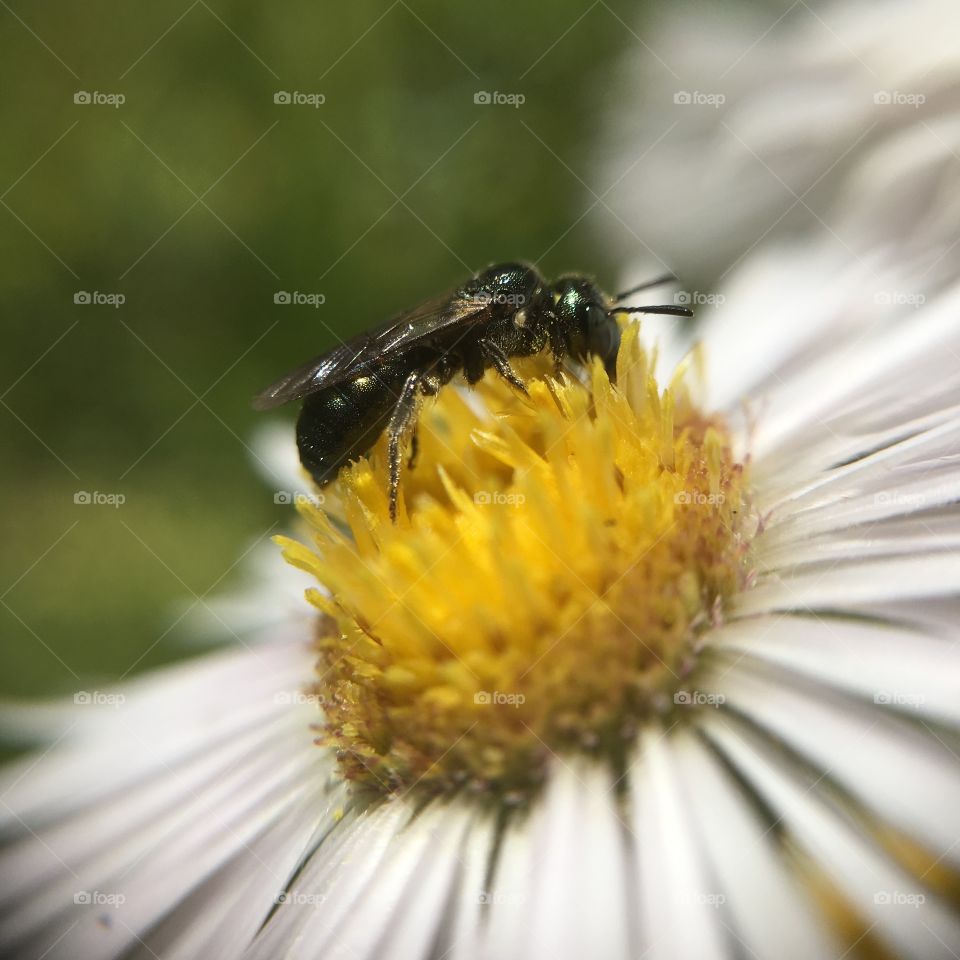 Bee on flower
