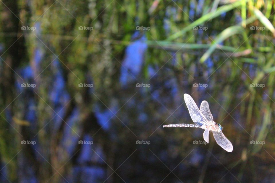 dragon fly