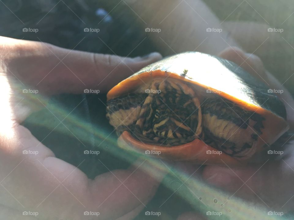 Found a wild box turtle 🐢