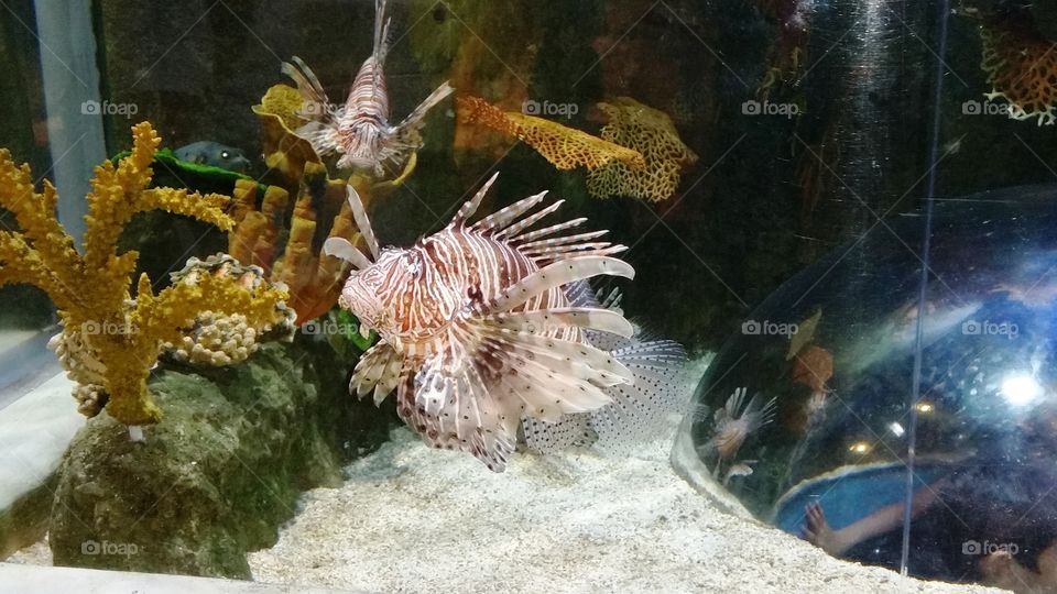 Dubai Aquarium, U.A.E.