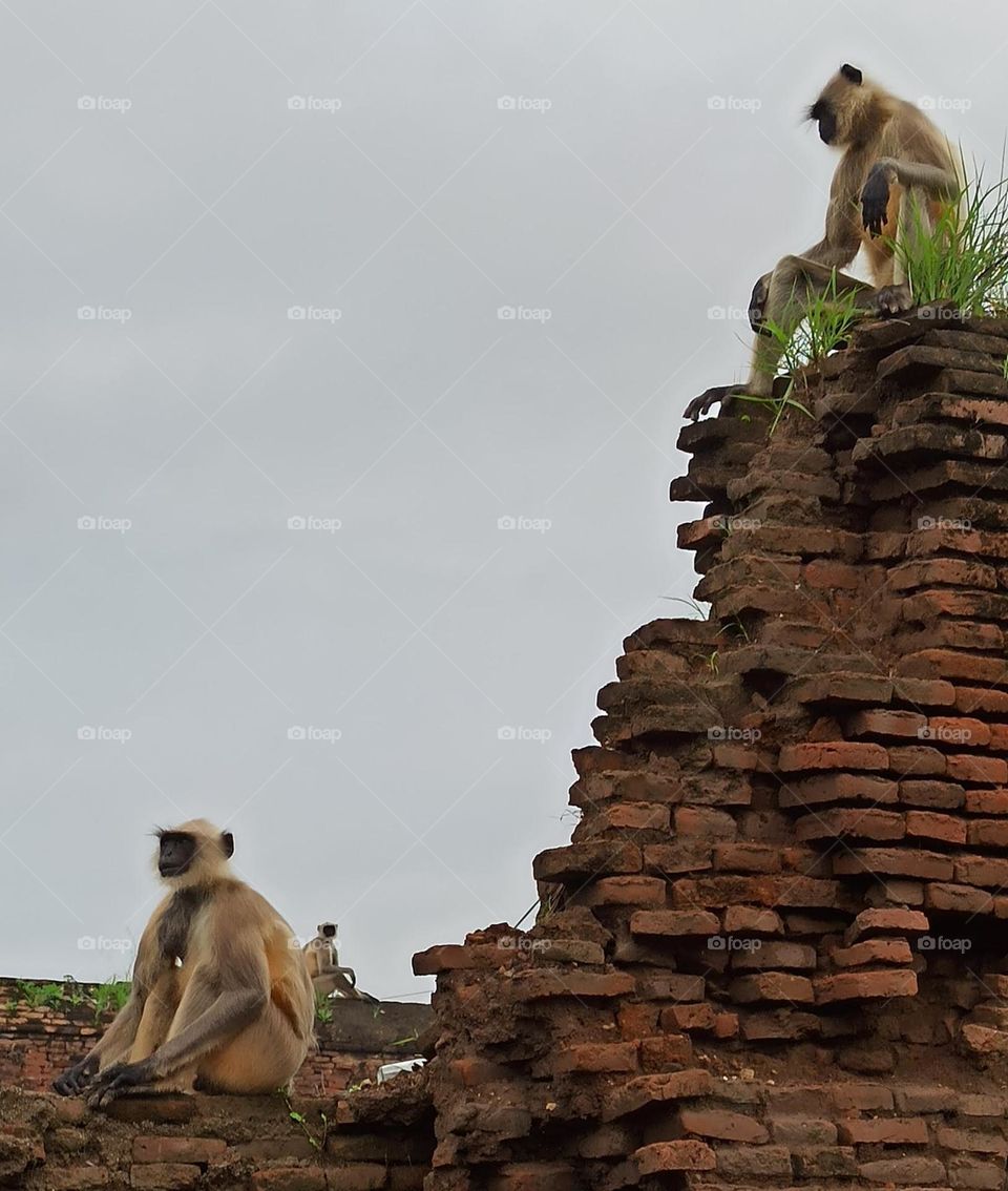 evolution of man Start from#