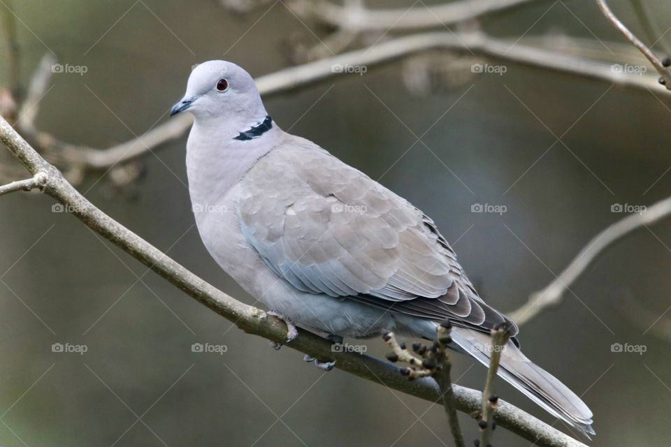 dove