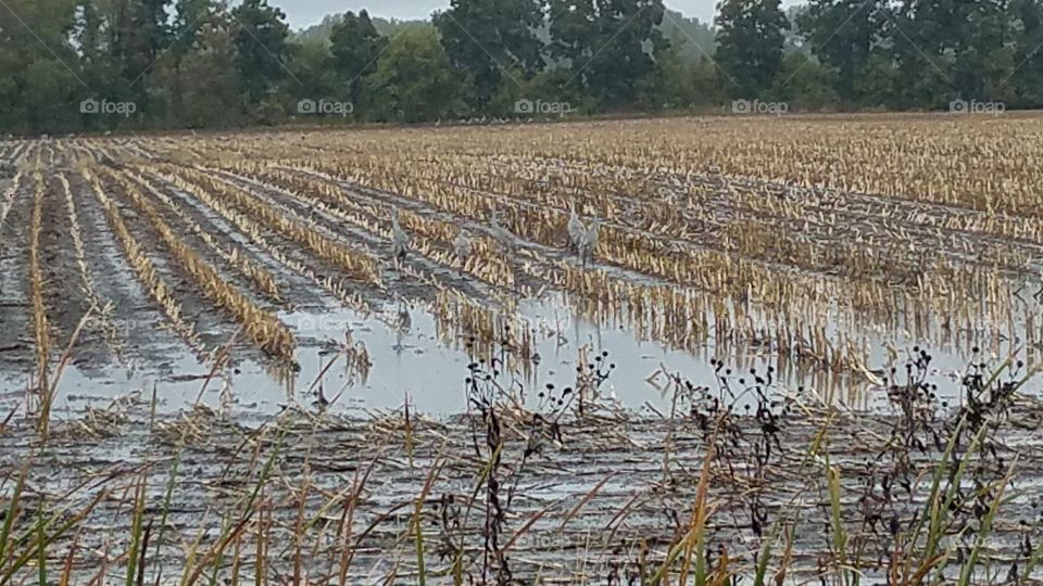 Cranes in rain soaked field