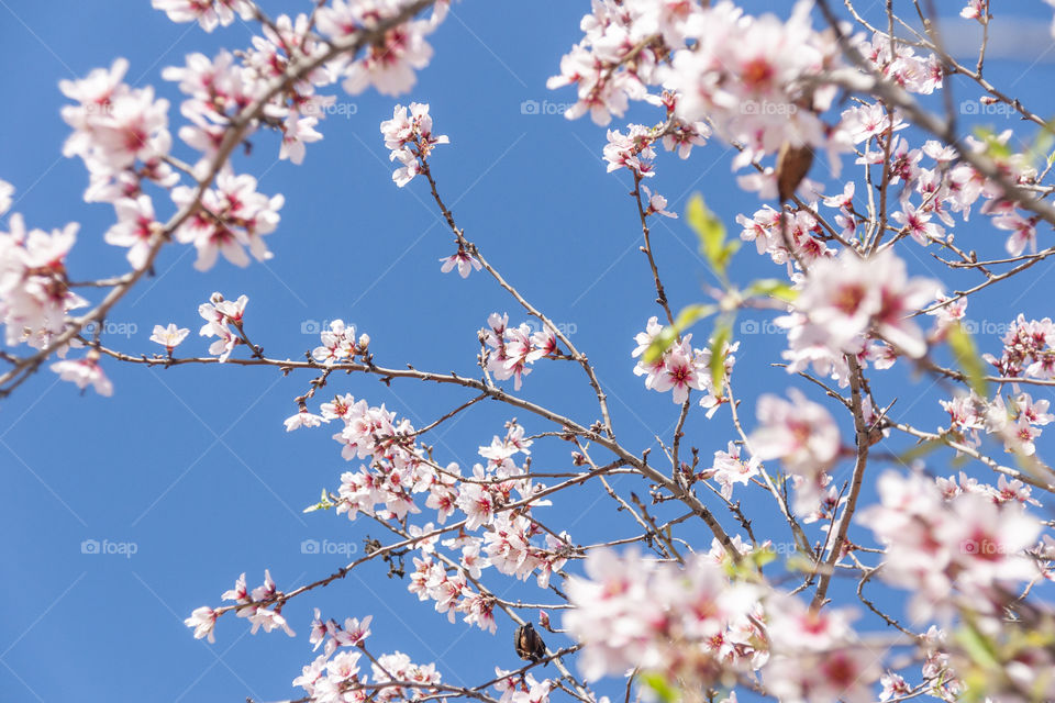 Spring. Almond Blossoms in Gran Canaria, Canary Islands, Spain 