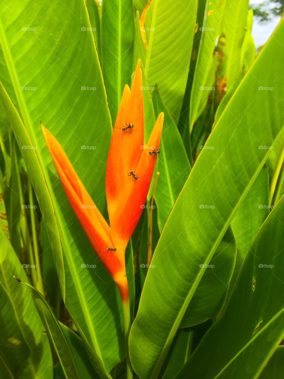 Ants savoring on a bird of paradise flower