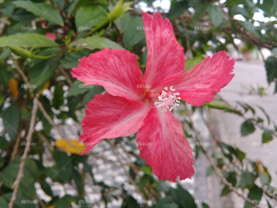 red hibiscus