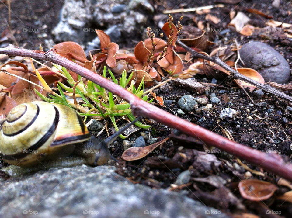 Snail and twigs a beautiful world unknown. 