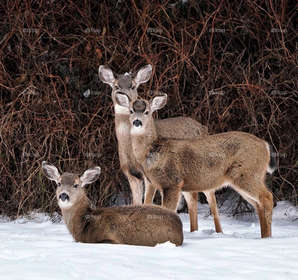 Family shot of mom and twins