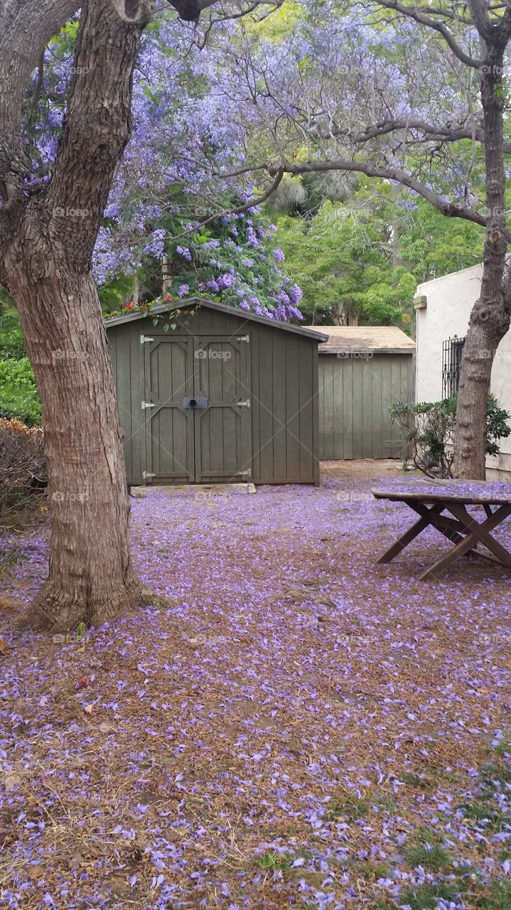 Purple Outdoor Setting. Flowers Building