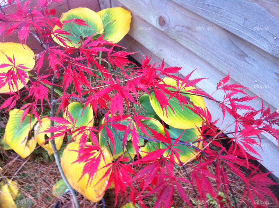 garden red color fall by serenitykennedy