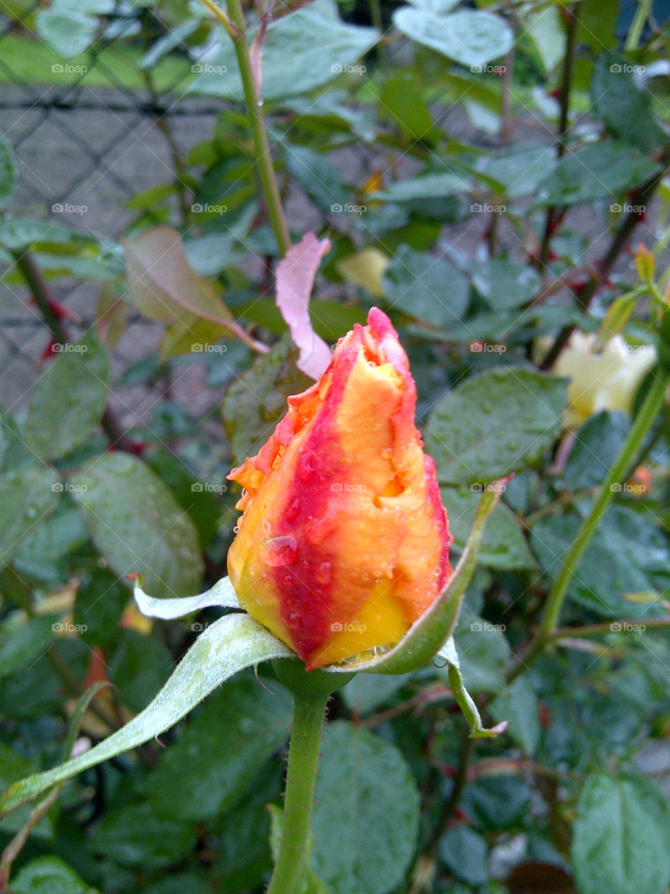 flower, rose