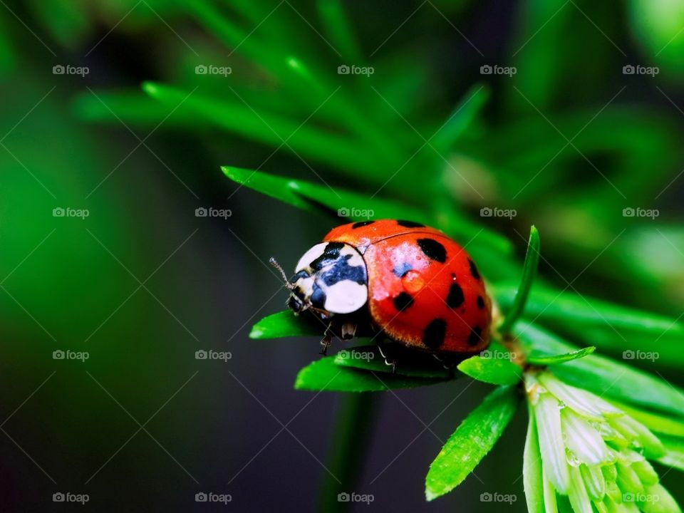 Beautiful insects