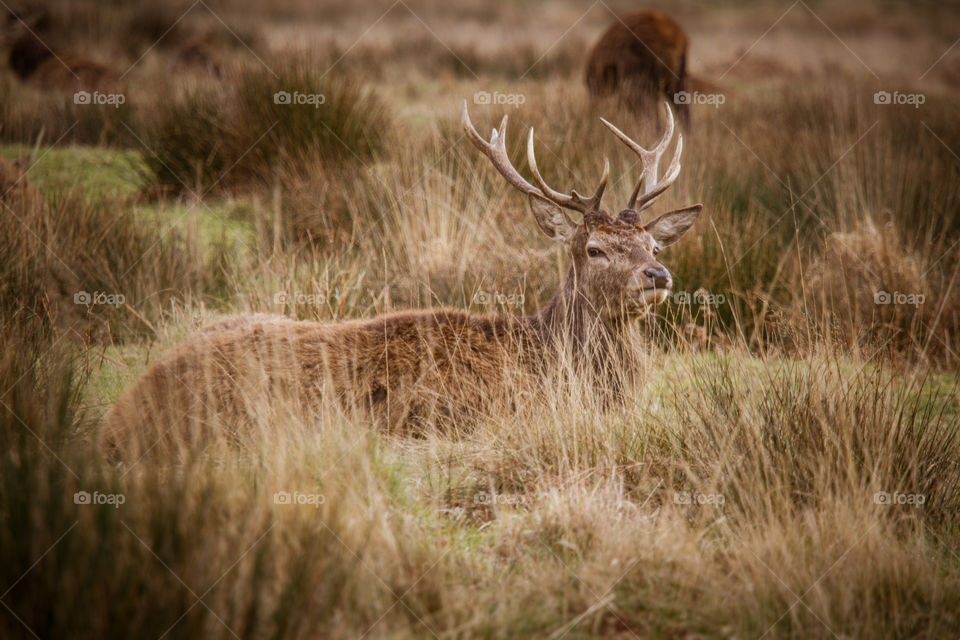 Deer, Wildlife, Mammal, Animal, Grass