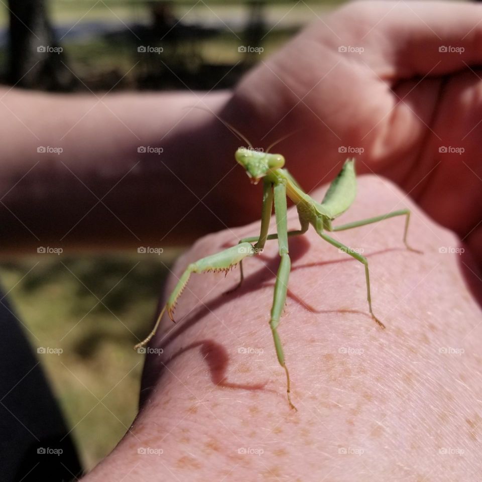 Man Holding a Praying Mantis