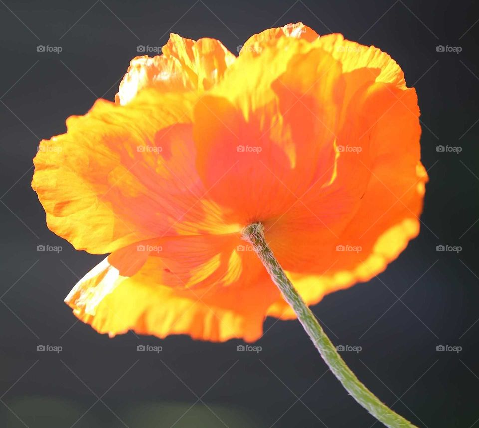 Orange Poppy