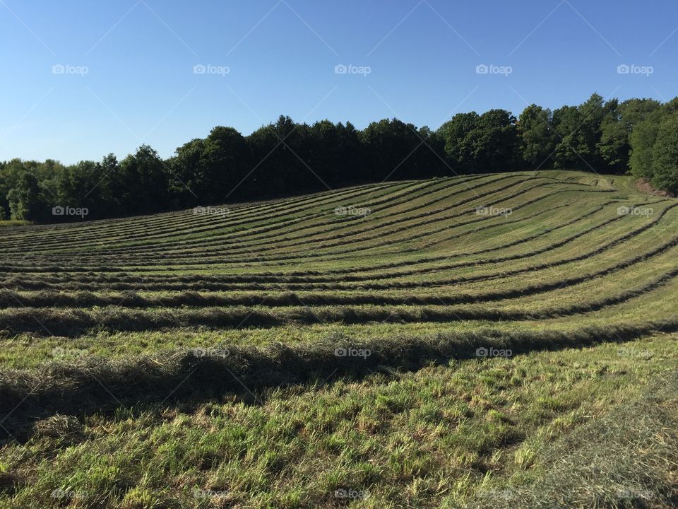 Rolling fields of hay