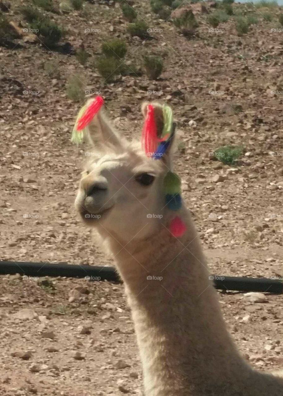 Llama - Atacama Desert