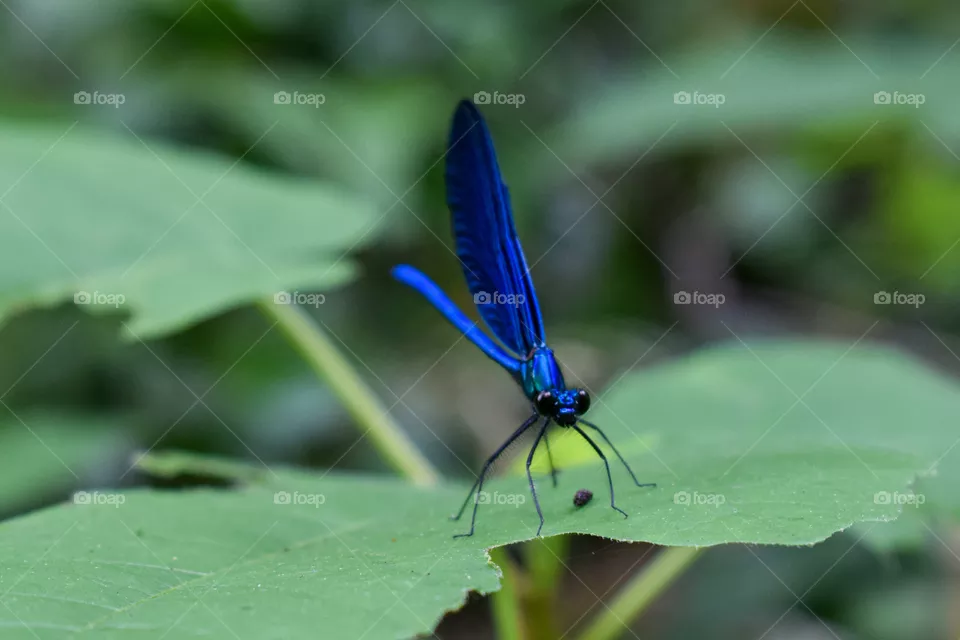 insect