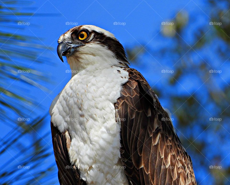 Bird of Prey, The king of the fishermen - This beautiful, but fierce Osprey , also called sea hawk, river hawk, and fish hawk, is a diurnal, fish-eating bird of prey with a cosmopolitan range. 