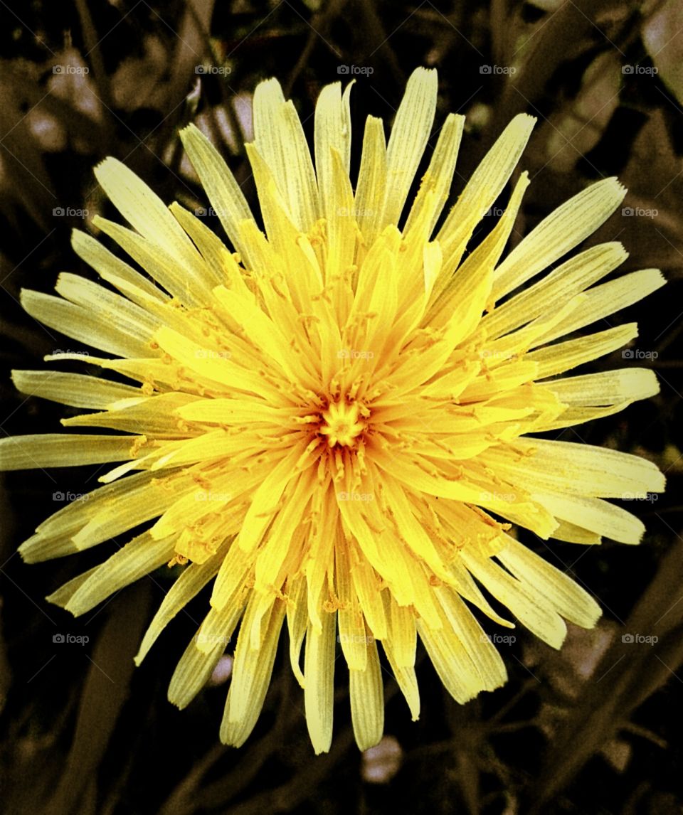 Dandelion flower