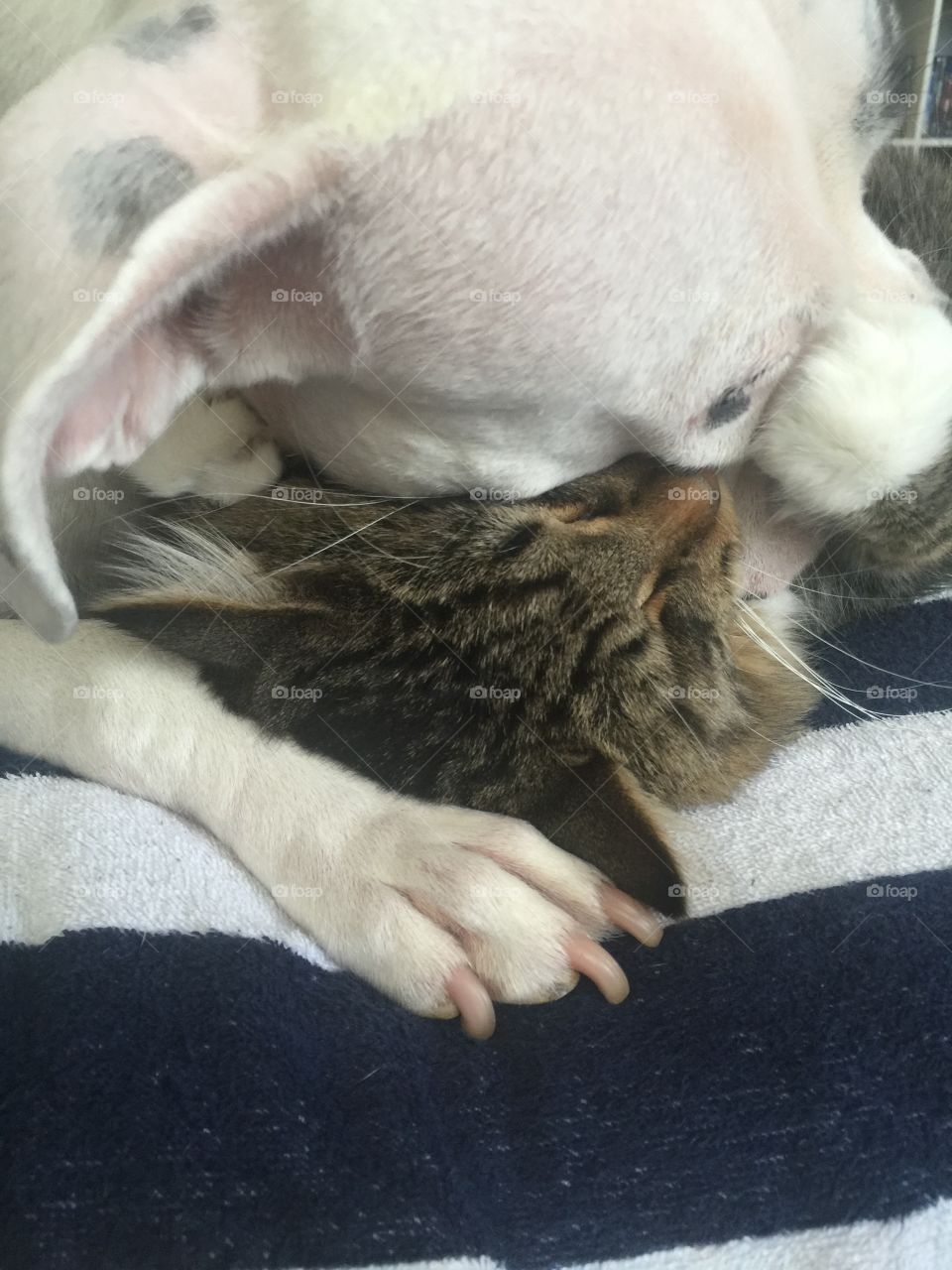 Biting, playing, same difference