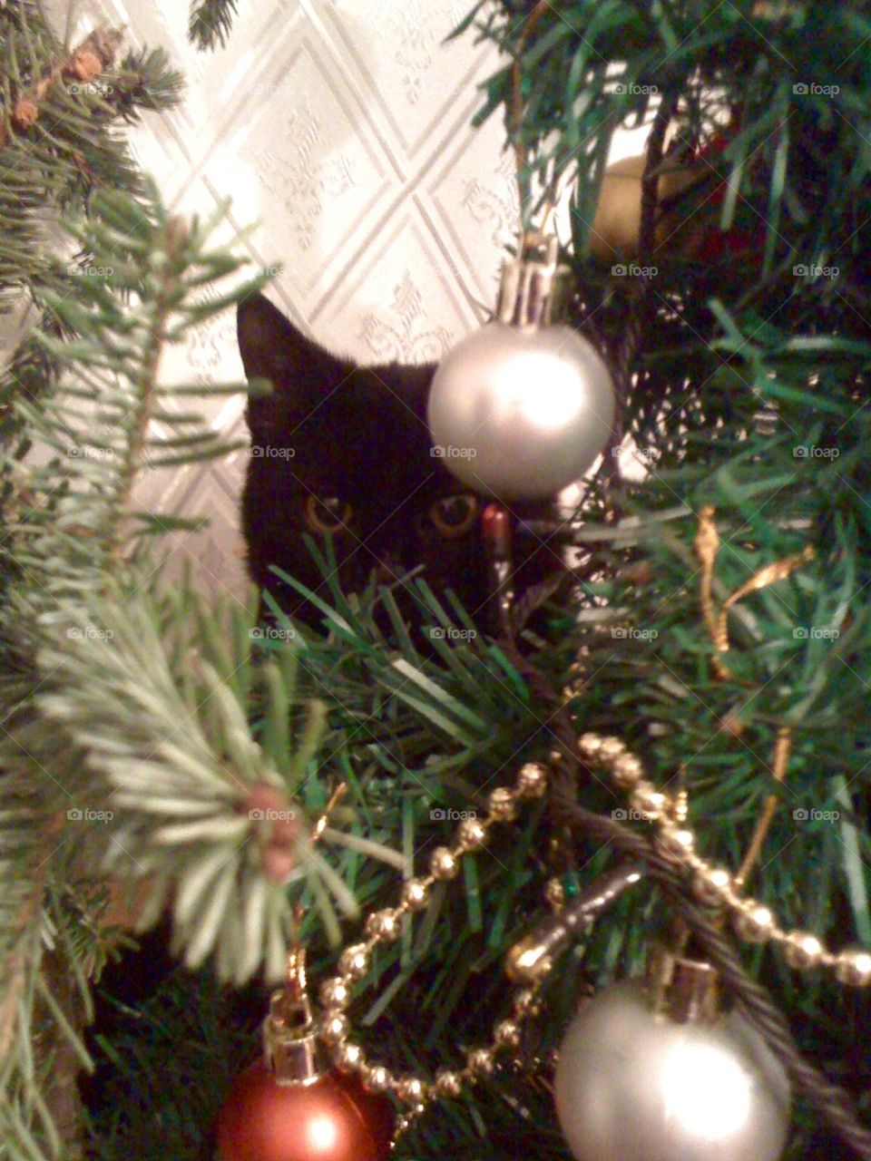 Black cat hiding in a conifer tree on the New Year's Eve 