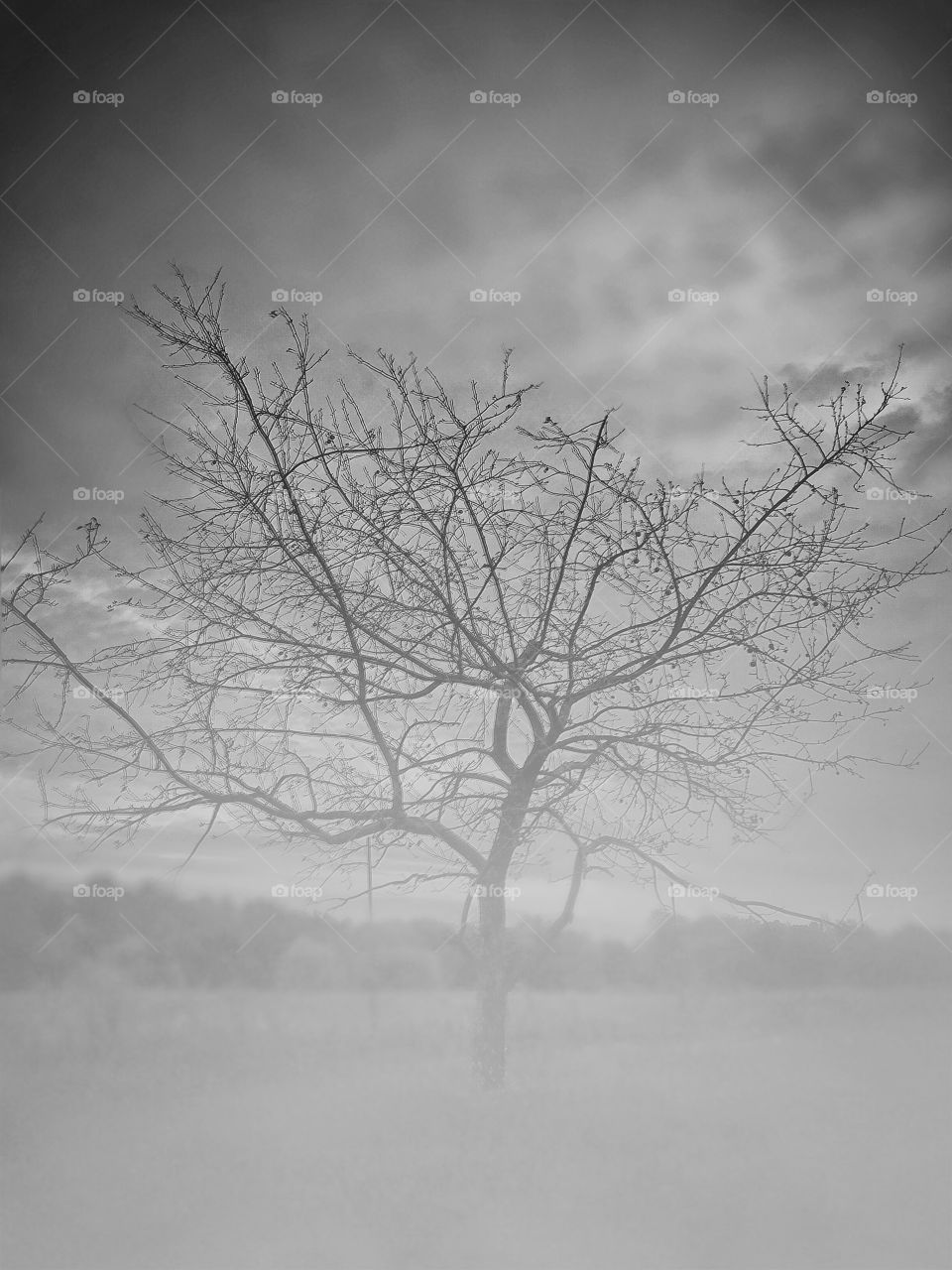 Autumn most. A stark tree surrounded by fog on a cold autumn morning. 
