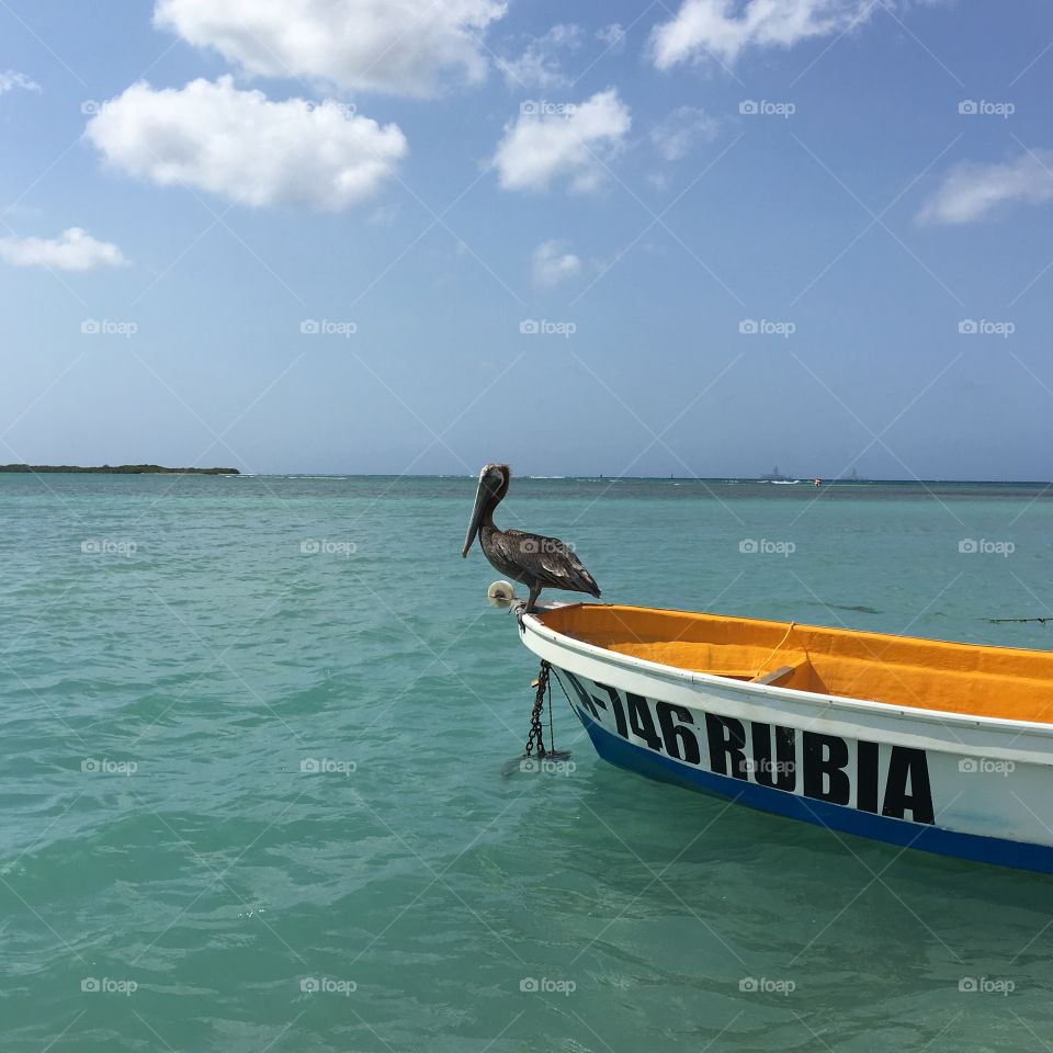 Pelican on a Boat 