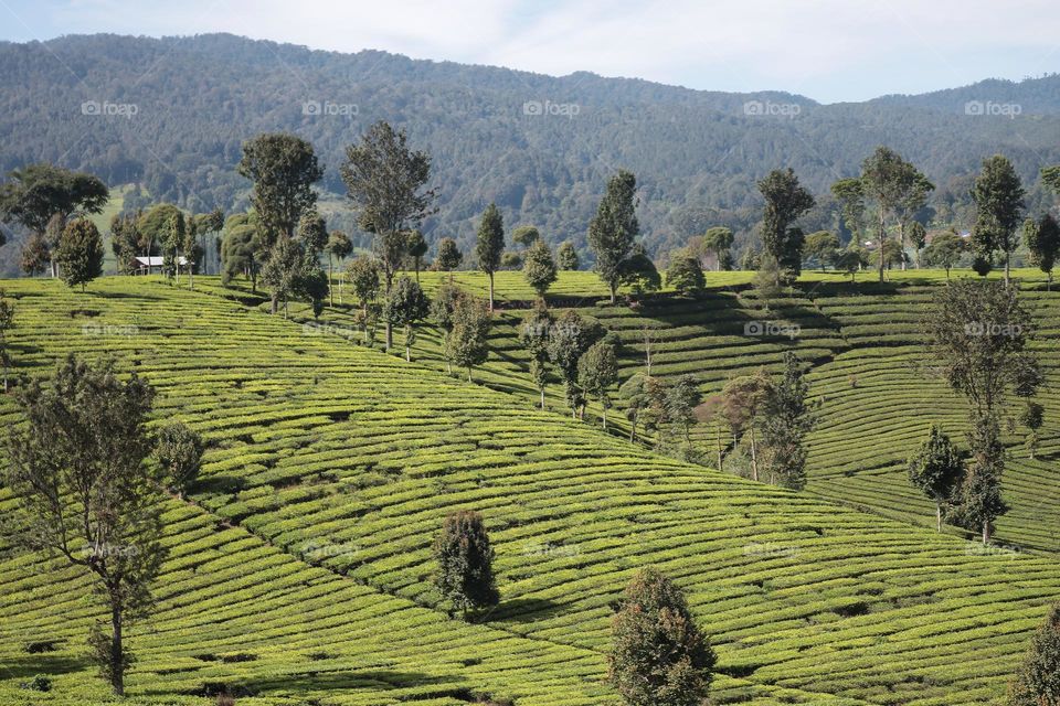 morning view in tea plantation