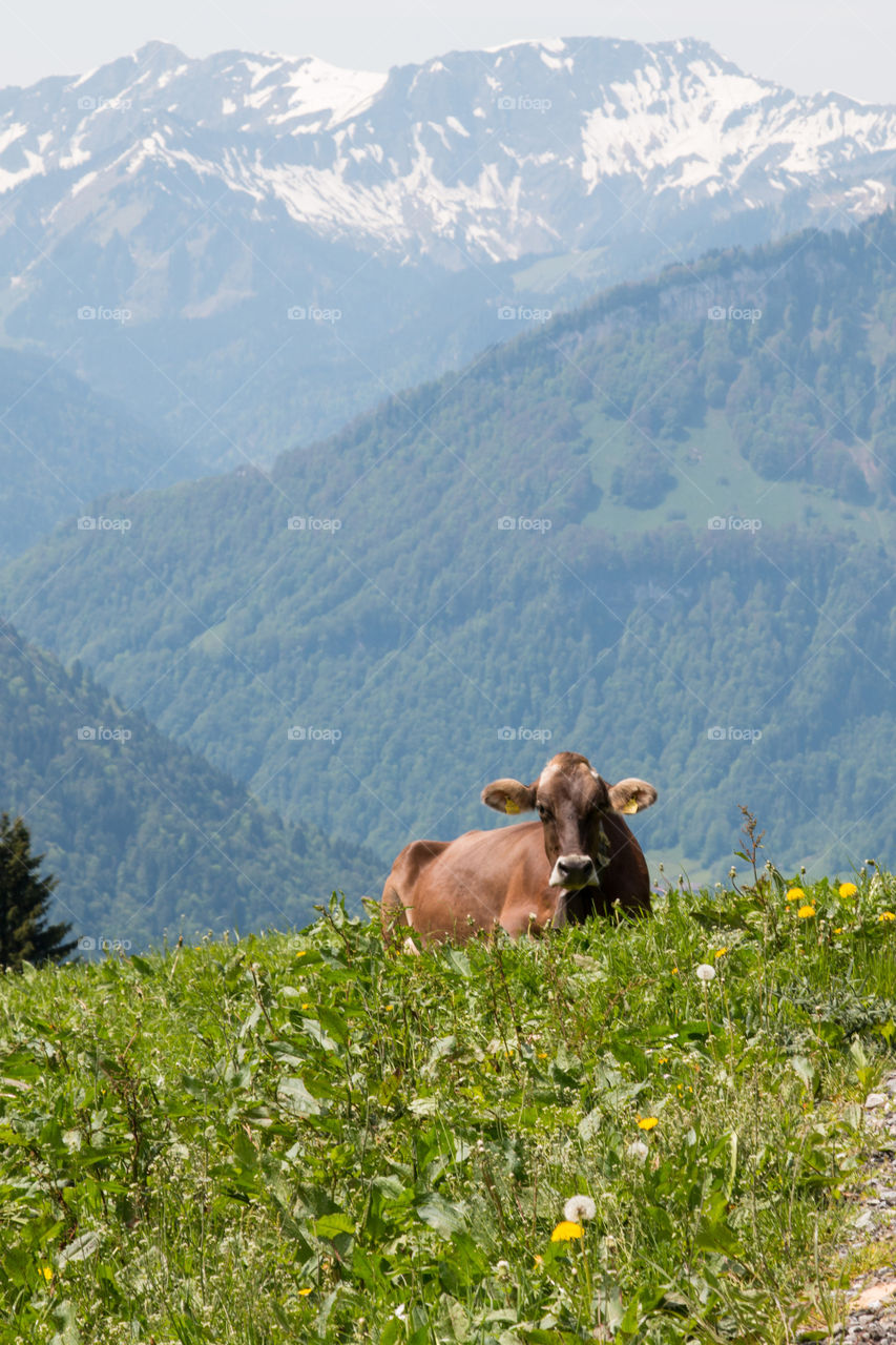 Cow resting on grass