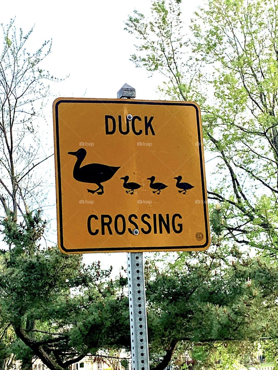 Duck crossing 