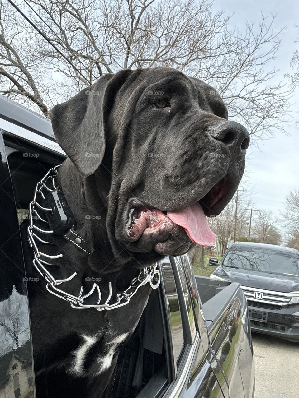 Cane Corso Zeek