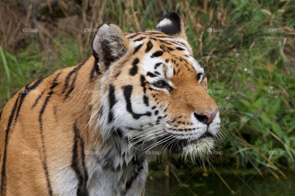 Tiger looking away