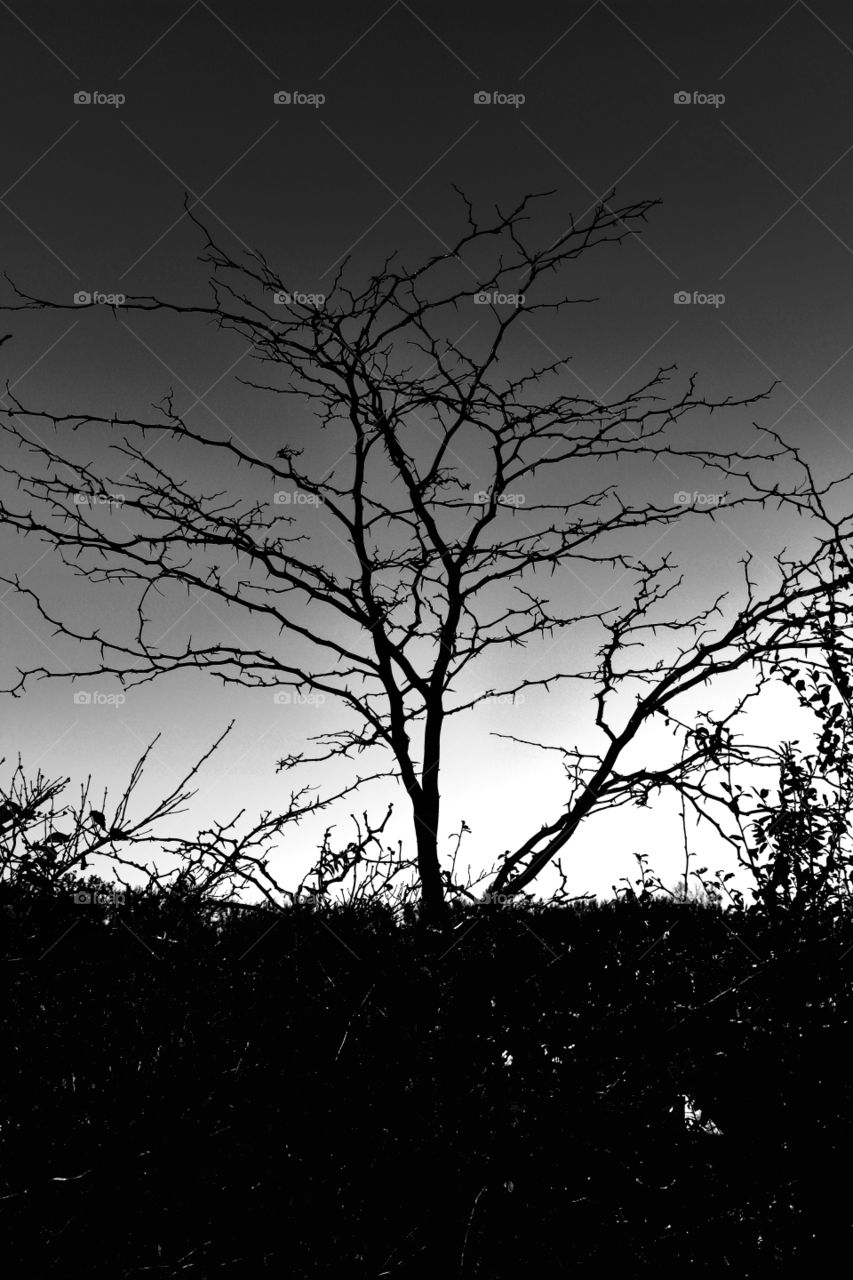 black and white monochrome tree fall limbs Prairie Oaks Park Ohio