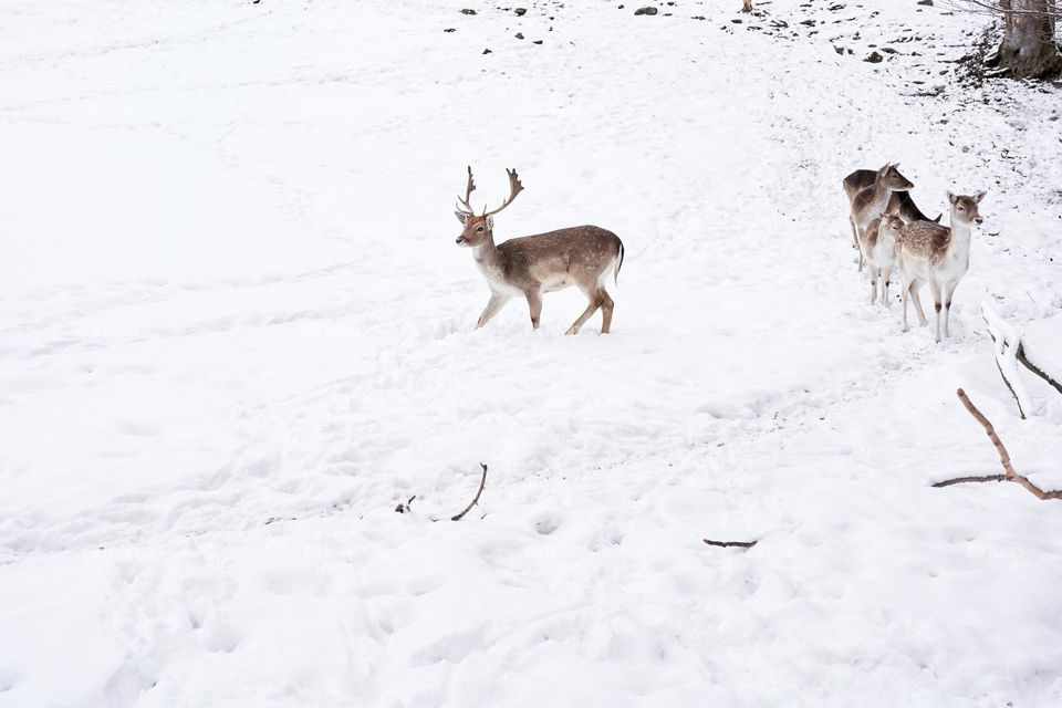 Deer in a snowy field 