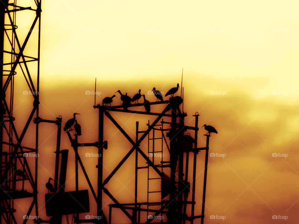 A Group of Indian Egret Birds on the top of the Tower at the Golden time of evening.This is Silhouette image.