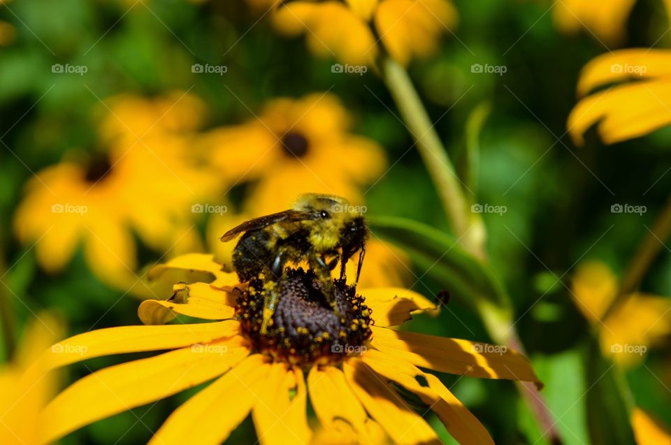 Macro Bee