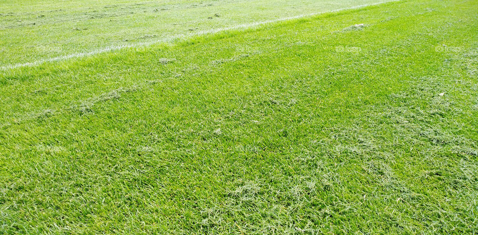 Football stadium grass close up