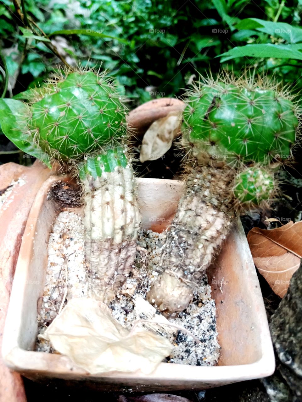 cacti cactus green brown