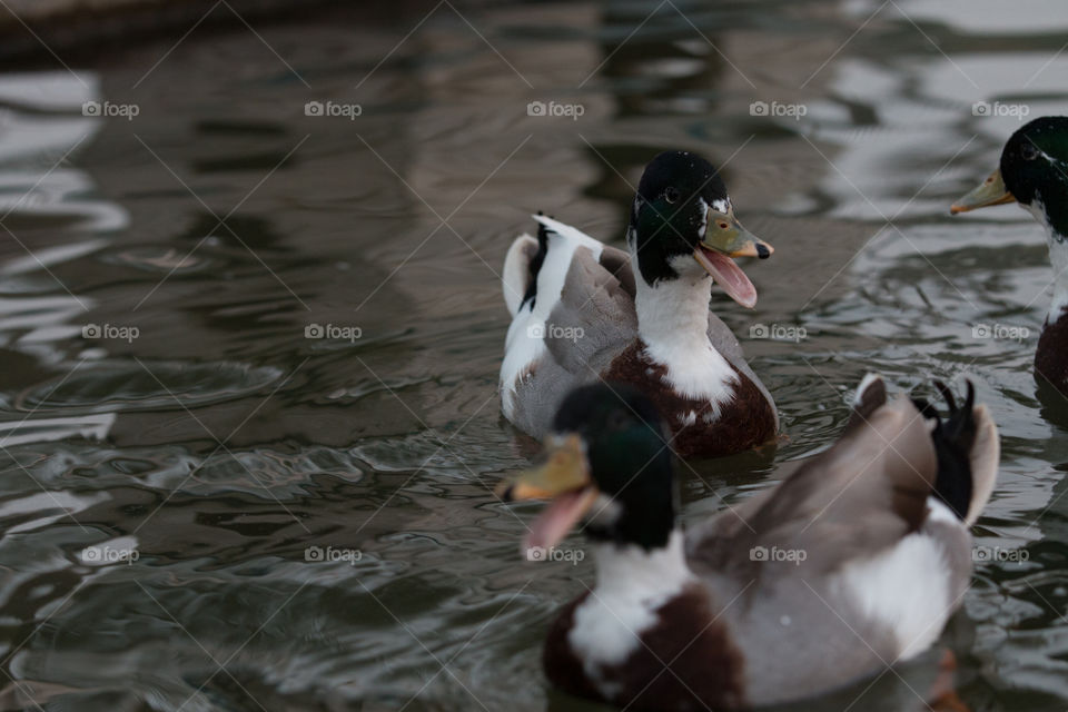 Duck, Mallard, Goose, Bird, Waterfowl