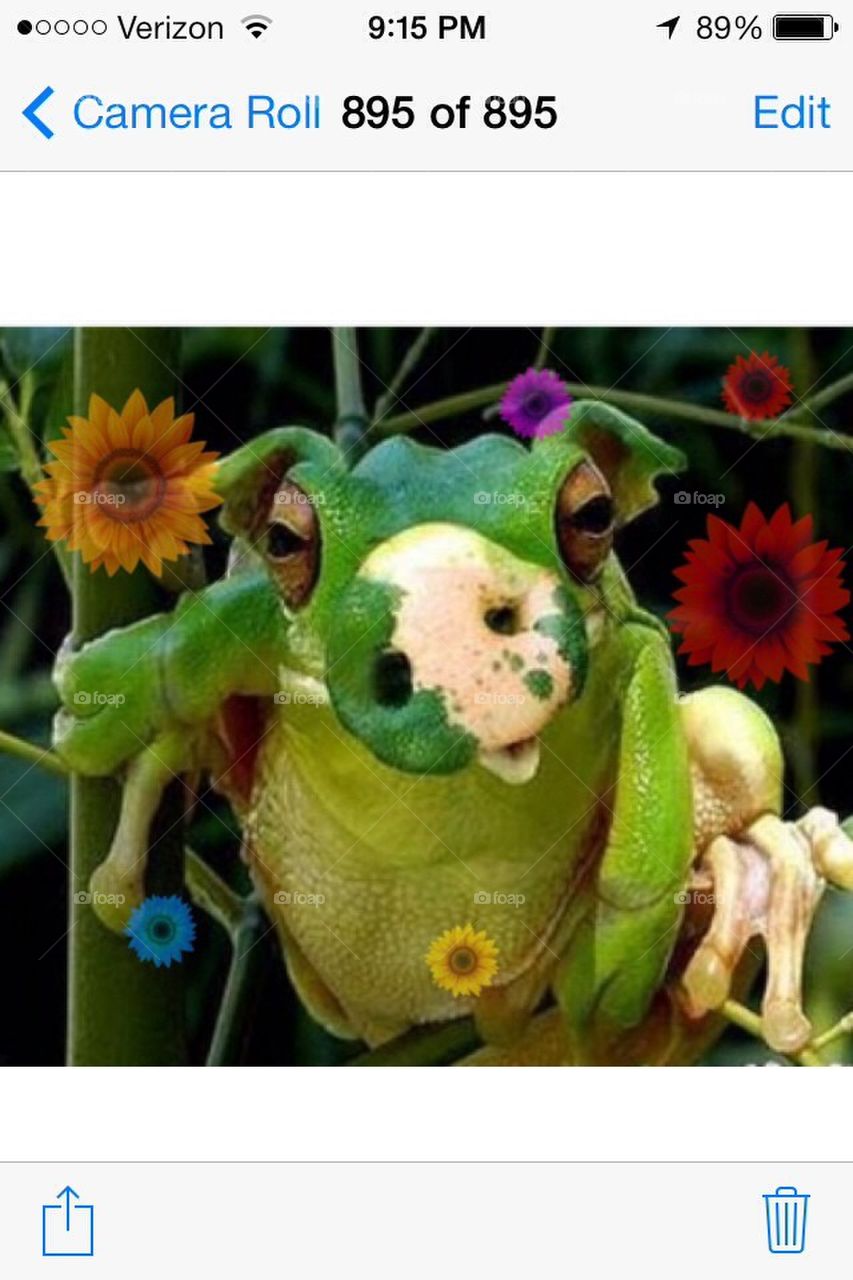 Amazingly cute hog frog