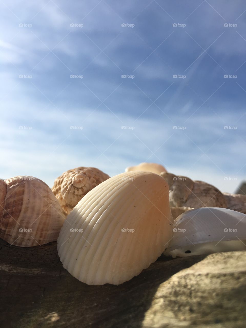 Sunshine on the seashells. 